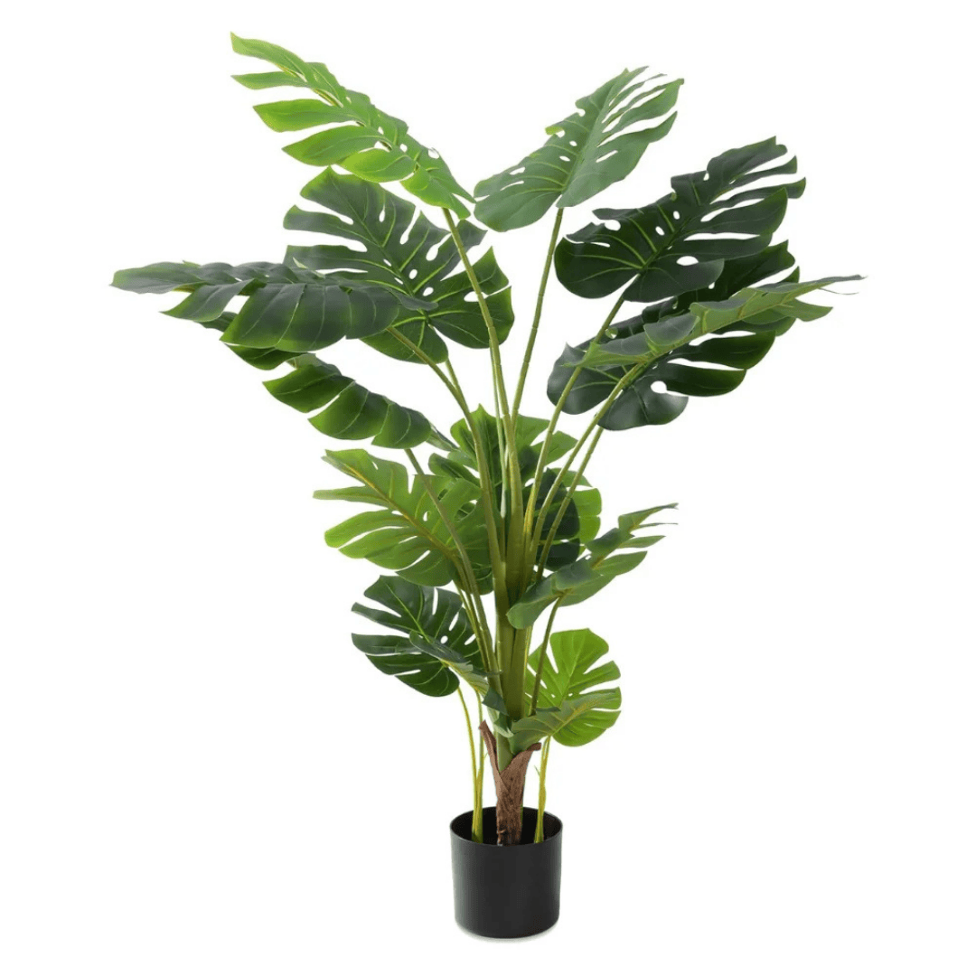 Monstera