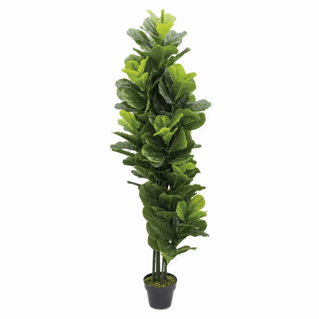 Ficus pandereta