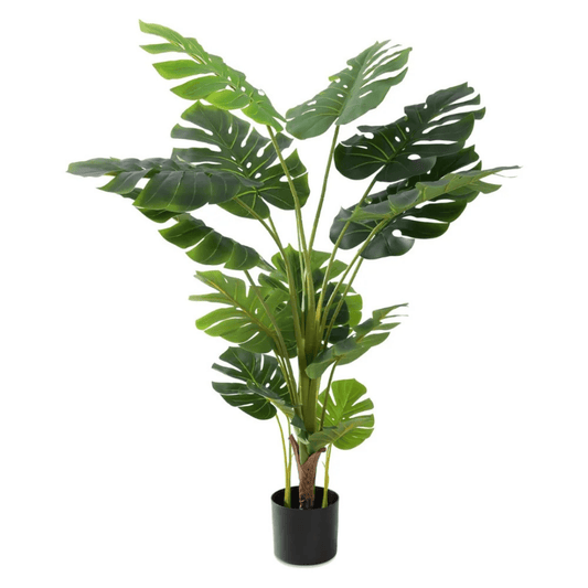 Monstera