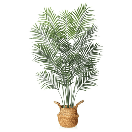 Areca